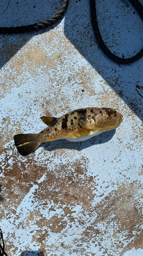 クロサギの釣果