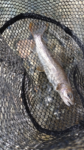 ニッコウイワナの釣果