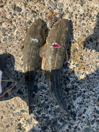 マゴチの釣果