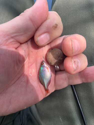 タイリクバラタナゴの釣果