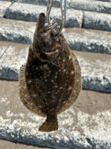 ソゲの釣果