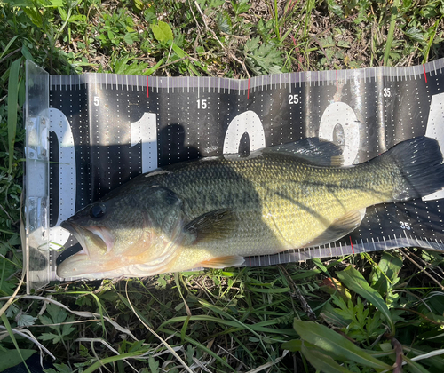 ブラックバスの釣果