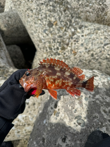 カサゴの釣果