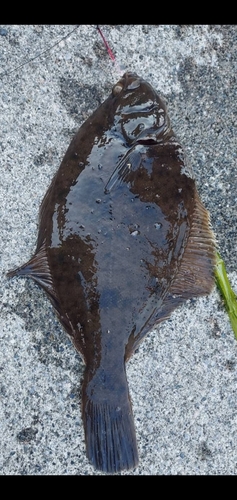 カレイの釣果