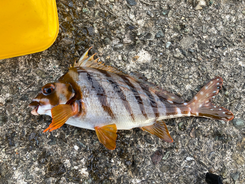 タカノハダイの釣果