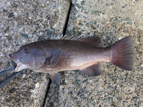 コブダイの釣果