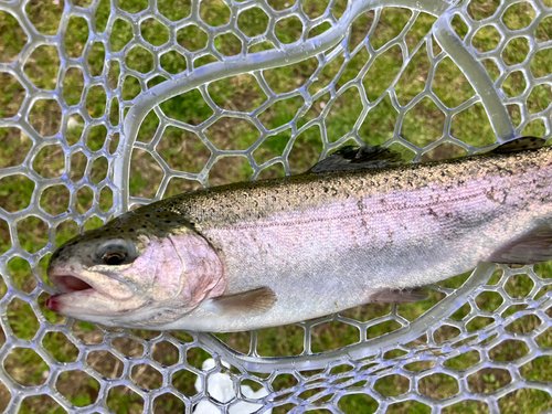 ニジマスの釣果