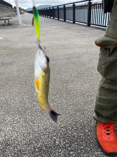 オキフエダイの釣果