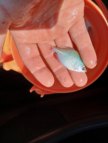 タイリクバラタナゴの釣果