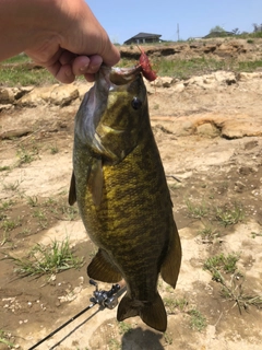 スモールマウスバスの釣果