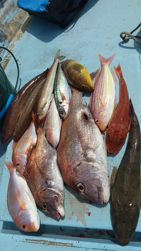 タイの釣果