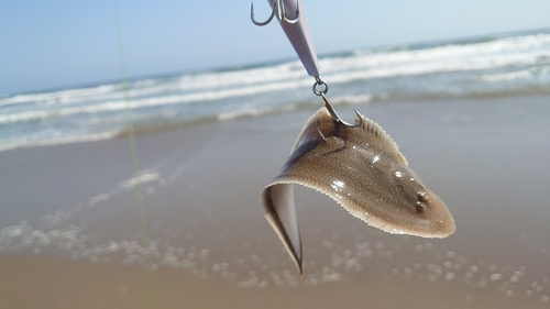 シタビラメの釣果