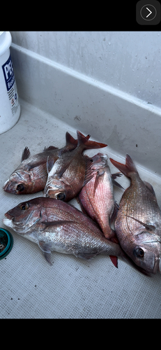 マダイの釣果