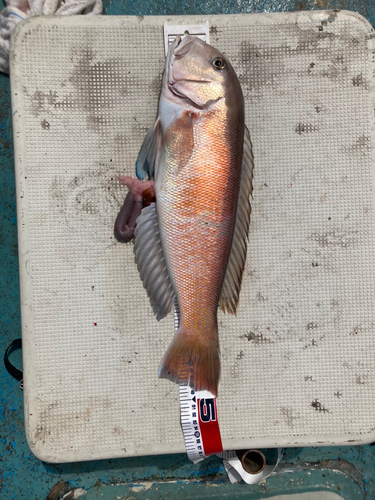 シロアマダイの釣果