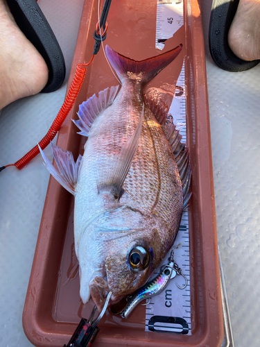 マダイの釣果