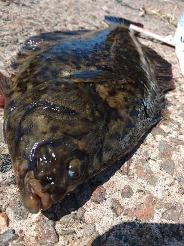 カレイの釣果