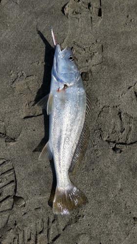 ニベの釣果