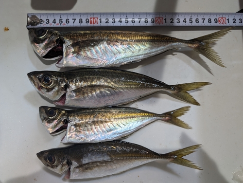 アジの釣果