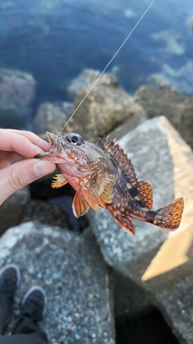 カサゴの釣果