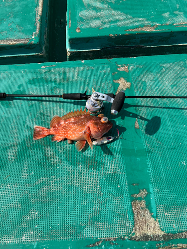 ウッカリカサゴの釣果