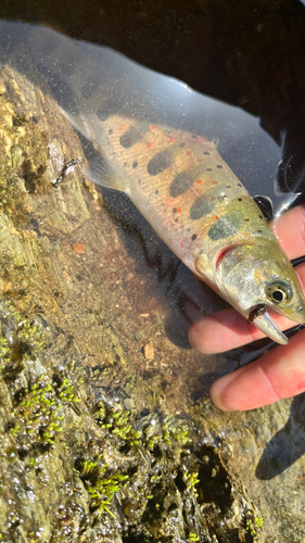 アマゴの釣果