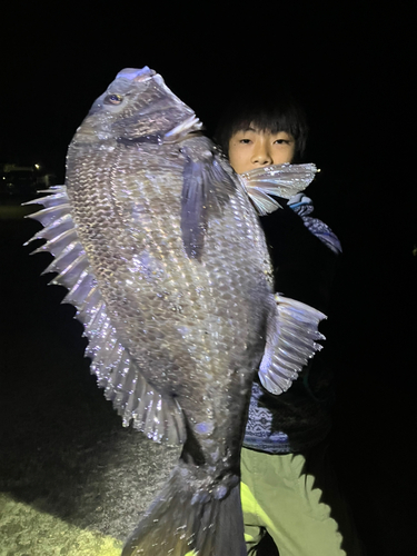 チヌの釣果