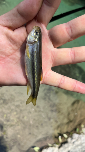 カワムツの釣果