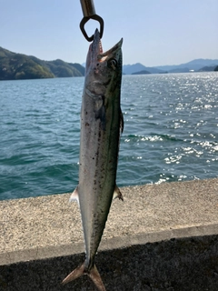 サゴシの釣果