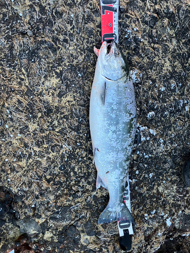 サクラマスの釣果