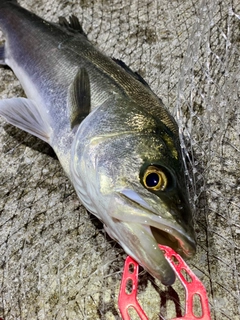 フッコ（マルスズキ）の釣果