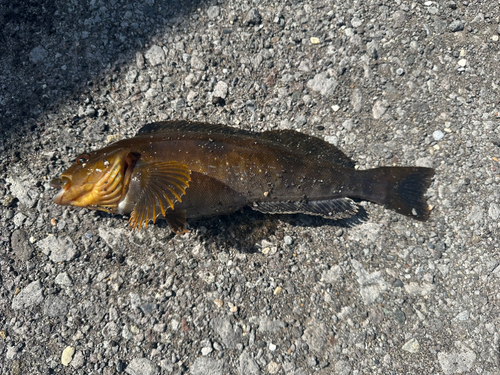 アイナメの釣果