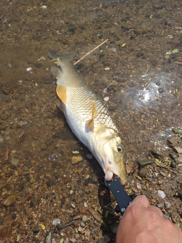 ニゴイの釣果