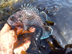 マゾイの釣果