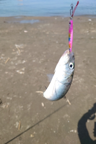 イワシの釣果