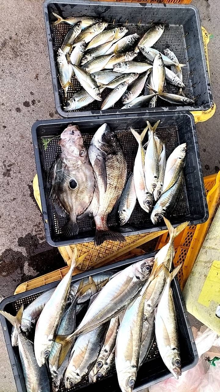 ろろっきーさんの釣果 3枚目の画像