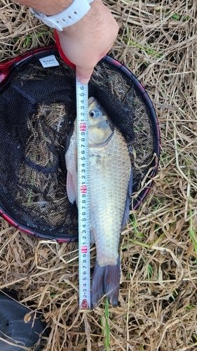 ヘラブナの釣果