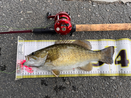 スモールマウスバスの釣果