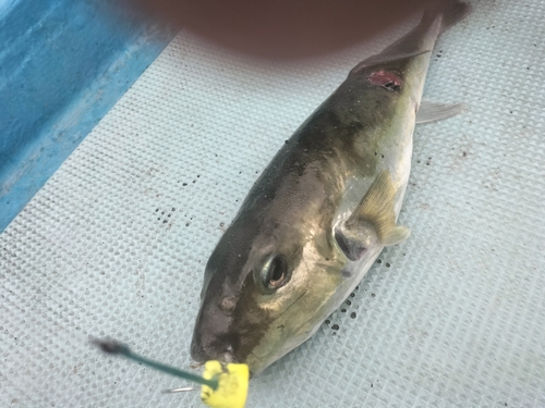 シロサバフグの釣果