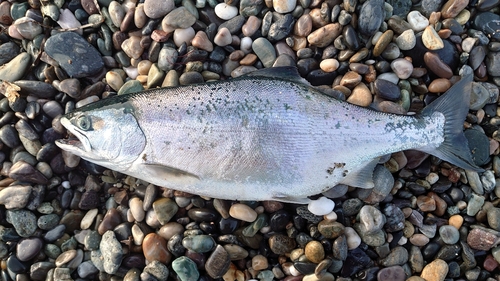 サクラマスの釣果