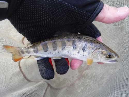 アマゴの釣果