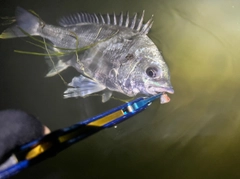 キビレの釣果