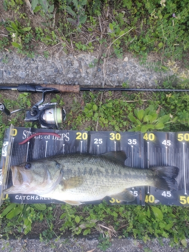 ブラックバスの釣果