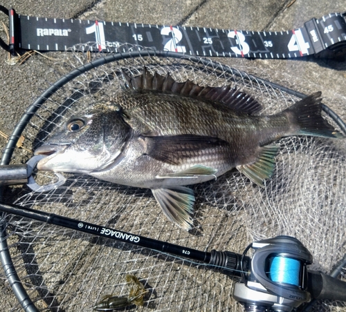 クロダイの釣果