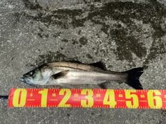 スズキの釣果