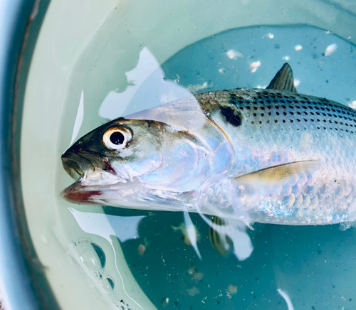 コノシロの釣果