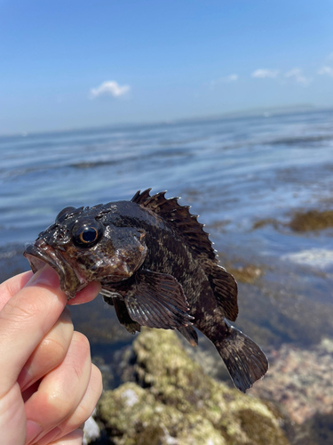 ムラソイの釣果