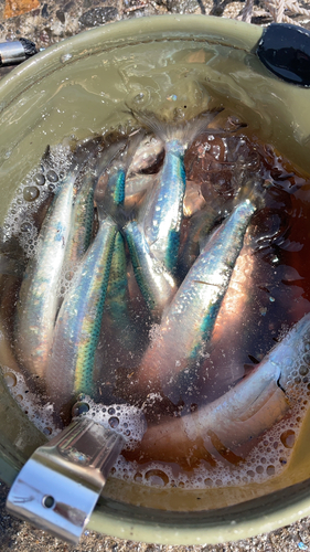 イワシの釣果