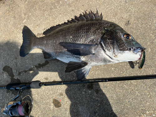 チヌの釣果