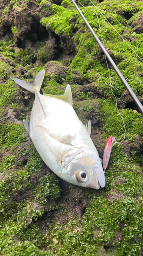 メッキの釣果