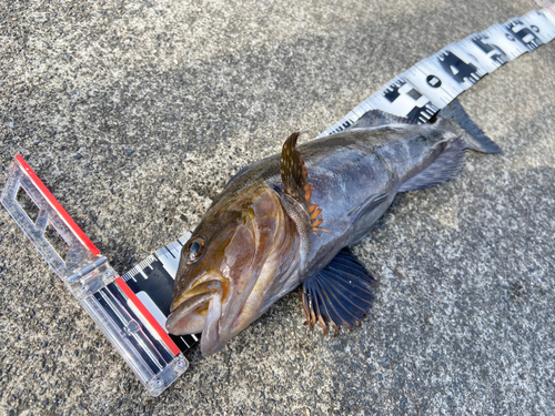 アイナメの釣果